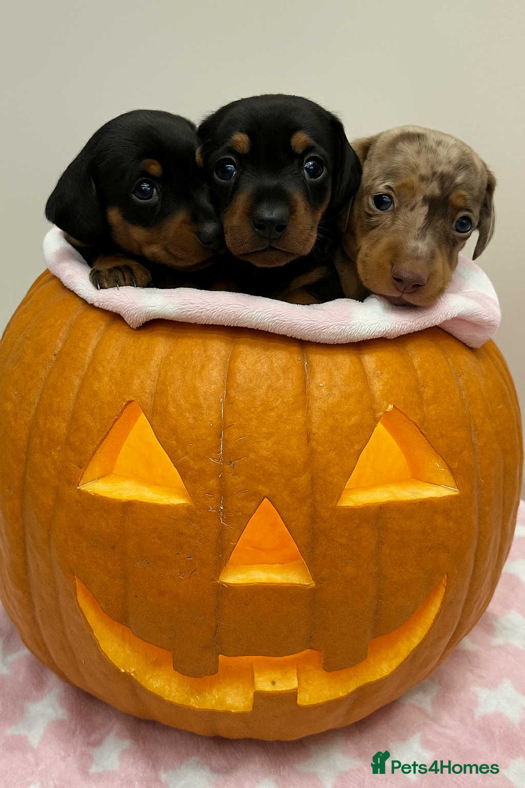 Miniature Dachshund dogs for sale: Cream Dapples & Red Dapples KC registered  - Image 3