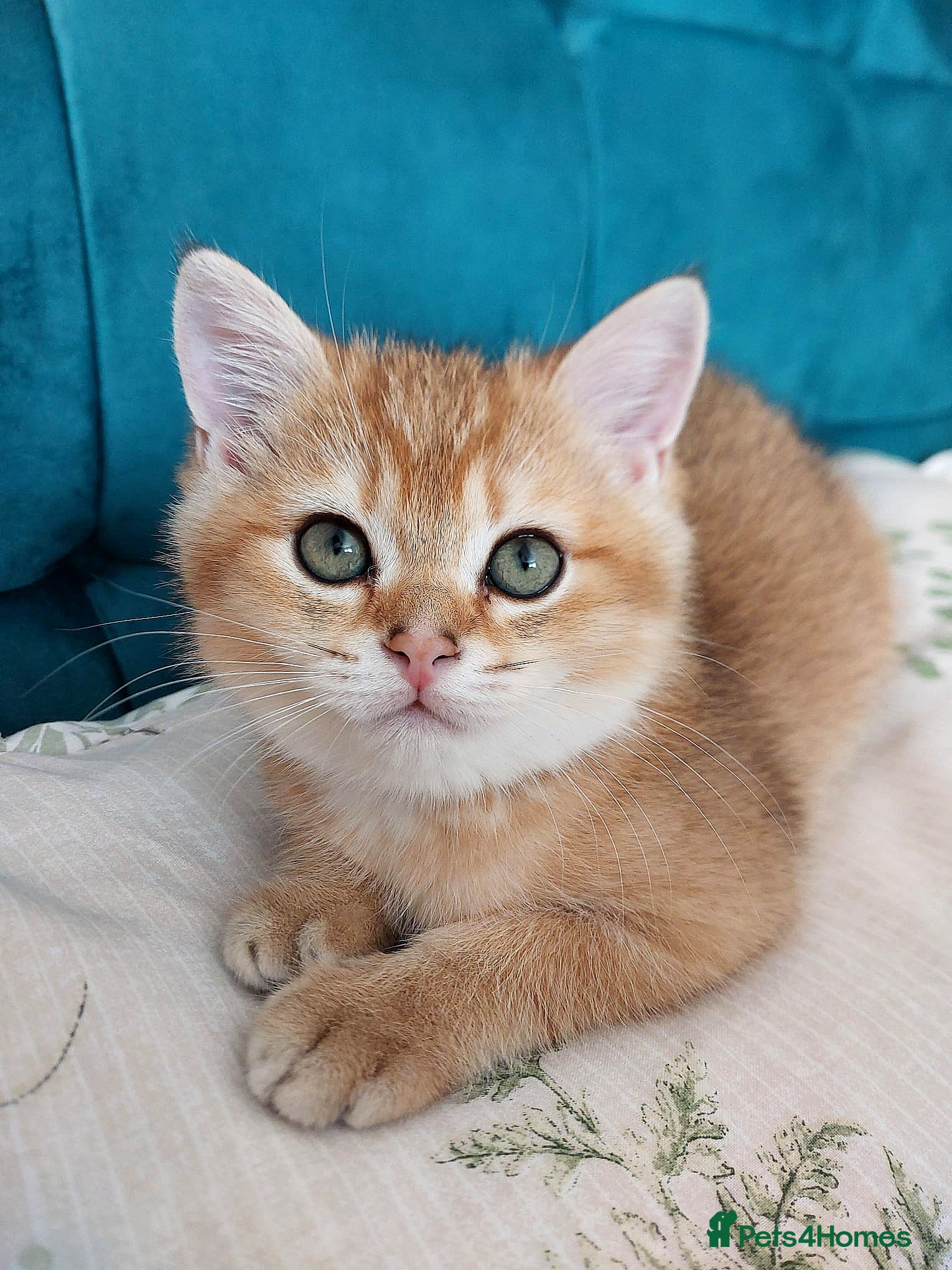 Scottish Fold cats TICA😼LAST STUNNING BOY LEFT😼READY - Advert 1