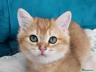 Scottish Fold cats TICA😼LAST STUNNING BOY LEFT😼READY - Advert 1