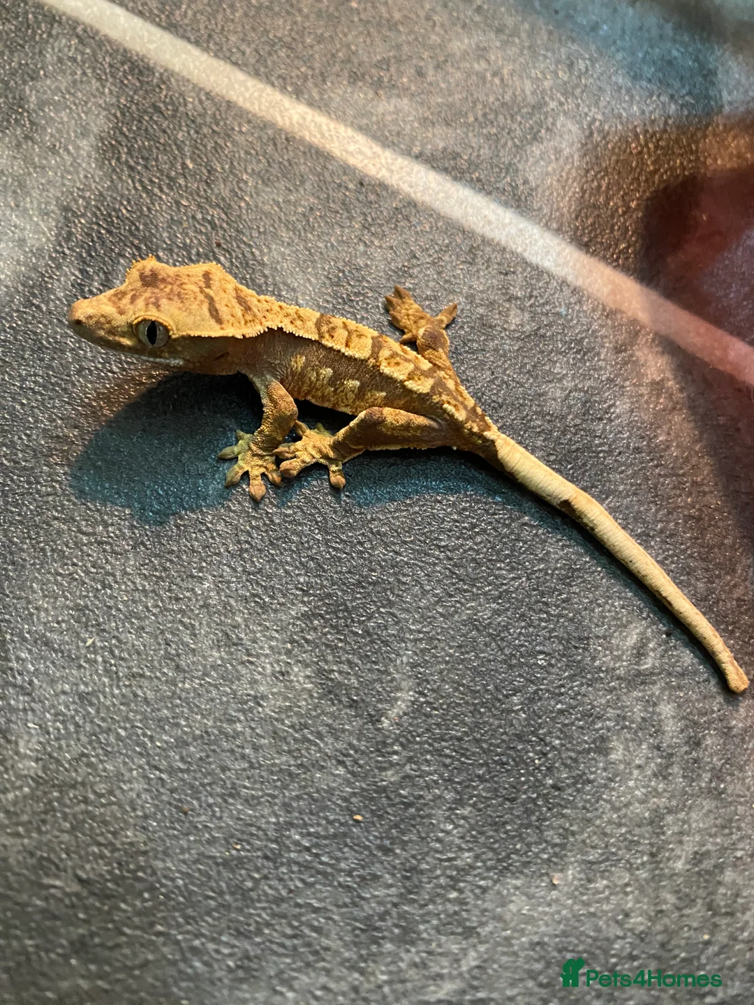 Gecko reptiles for sale: 5 x juvenile Crested geckos (mixed morphs) - Advert 3