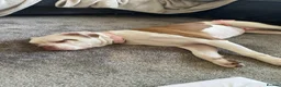 American Bulldog dogs for sale: American bulldog puppies  - Advert 1