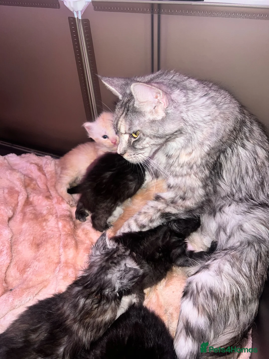 Maine Coon cats for sale: TICA REGISTERED MAINE COON KITTENS - Advert 2