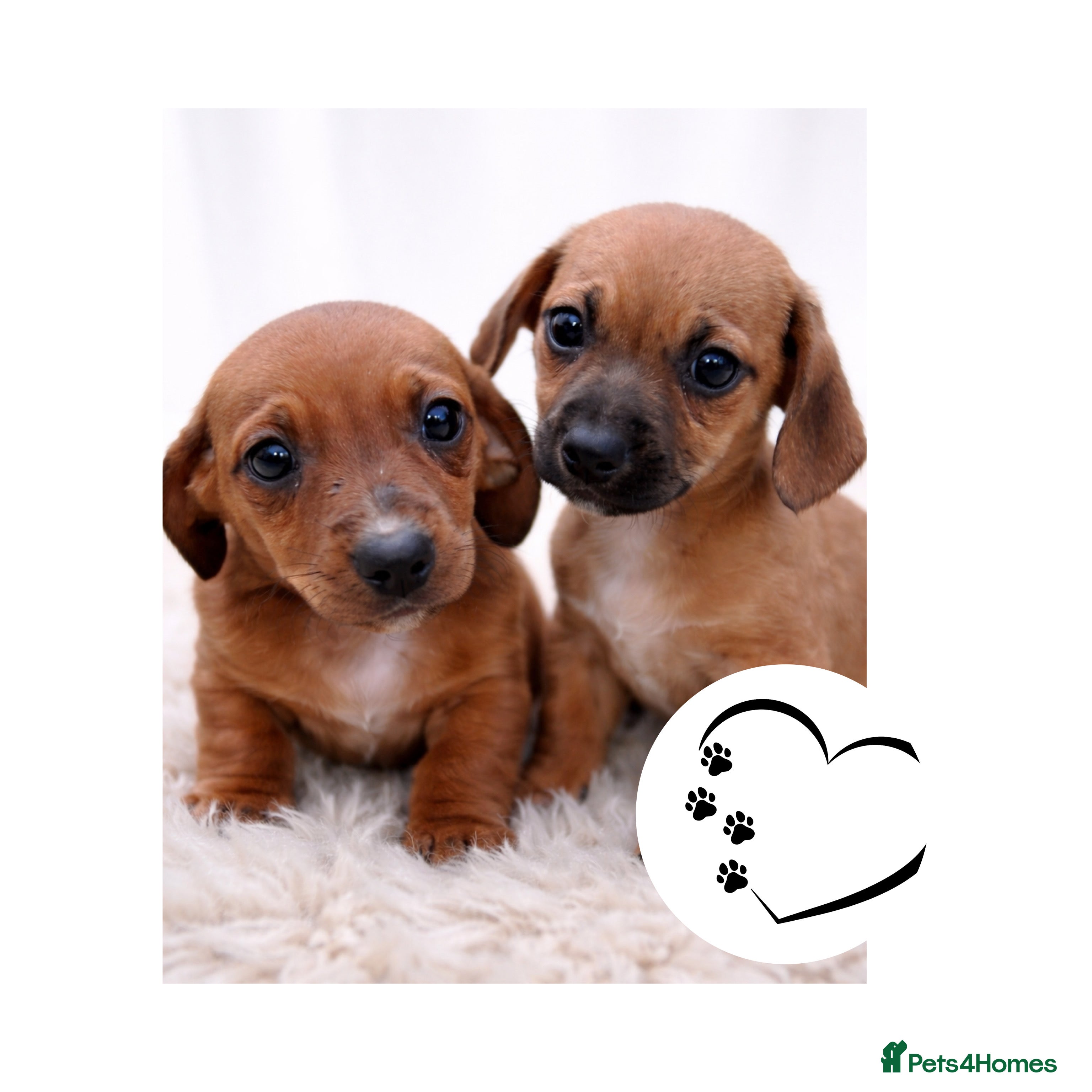 Mixed Breed dogs Last 2 Cavapoo x Dachshund puppies  - Advert 9