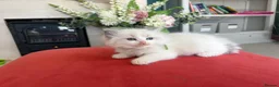 Ragdoll cats for sale: Pedigree Ragdoll babies Ready now - Advert 3