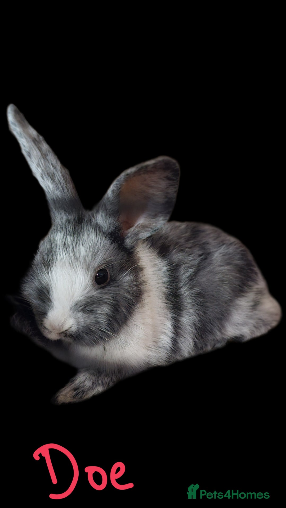 Harlequin rabbits for sale: URGENT 3 bunnies needing rehome 🫶♥️ - Advert 6