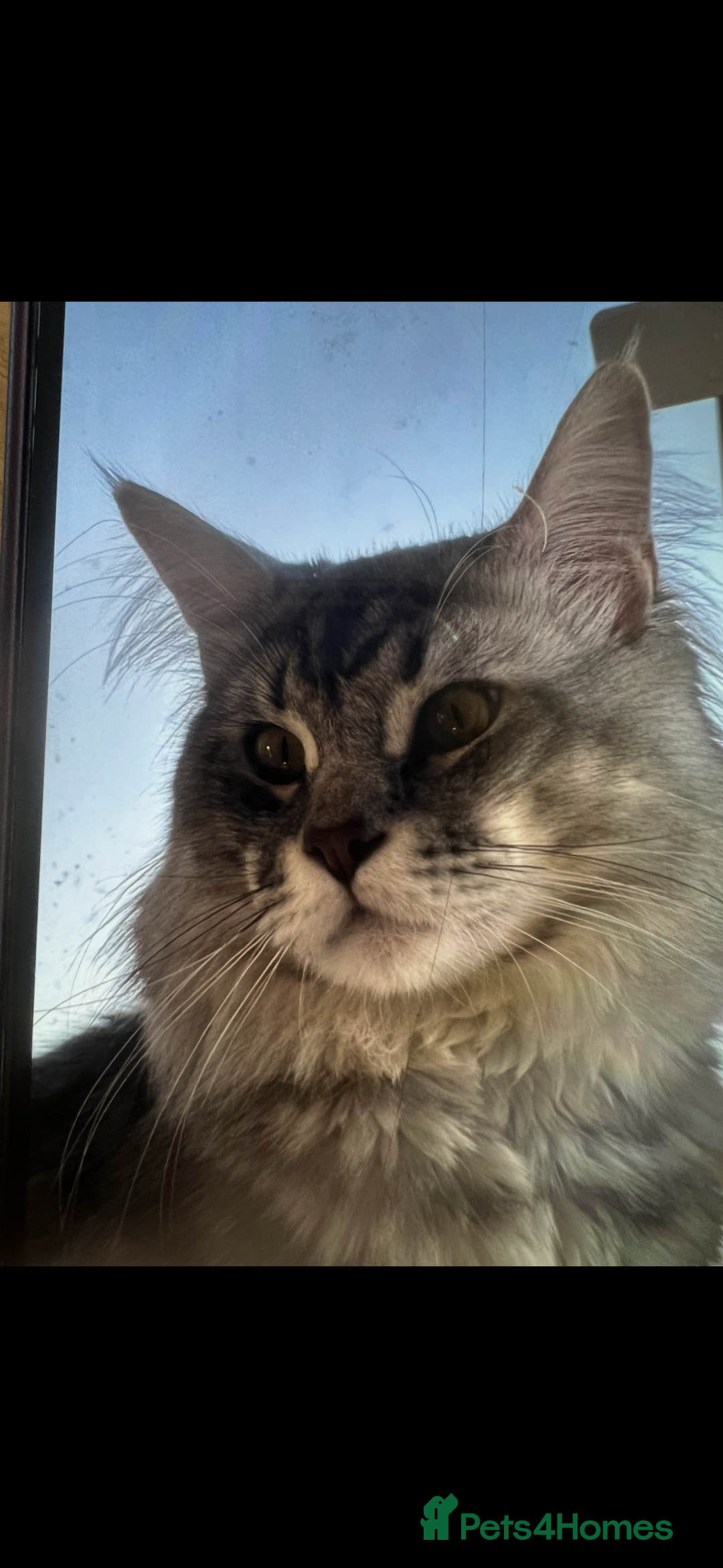 Maine Coon cats for sale: Superb full pedigree Maine Coon Kittens  - Advert 12