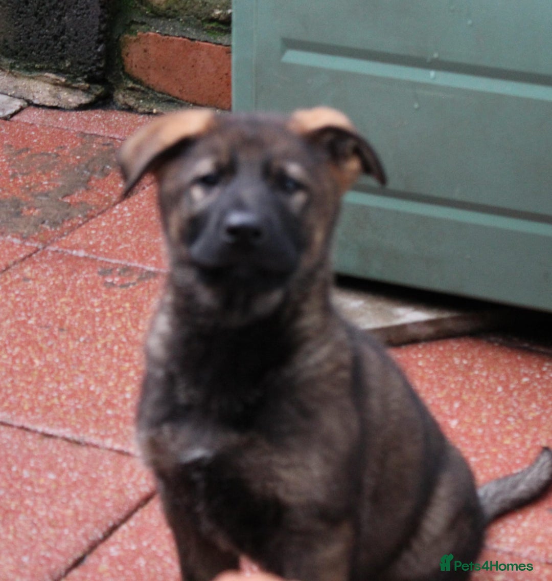 German Shepherd dogs for sale: Beautiful KC Registered Gsd Puppy Ready now😍😍 - Advert 5