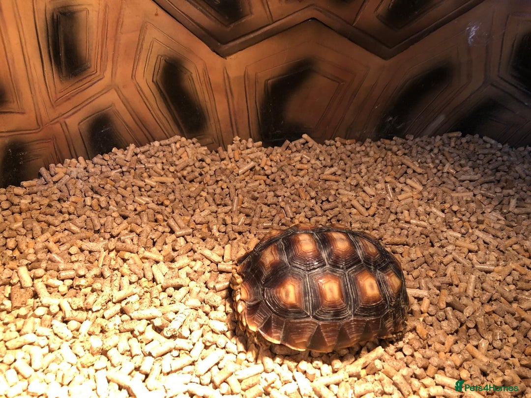 Tortoise reptiles for sale: Sulcata tortoise with terrarium  - Image 2