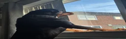 Rottweiler dogs for stud: Handsome Male Rottweiler – Available at Stud - Advert 3