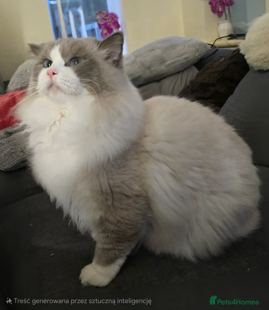Ragdoll cats for stud: Charles - TICA and Gccf registered active boy  in Bournemouth - Advert 28
