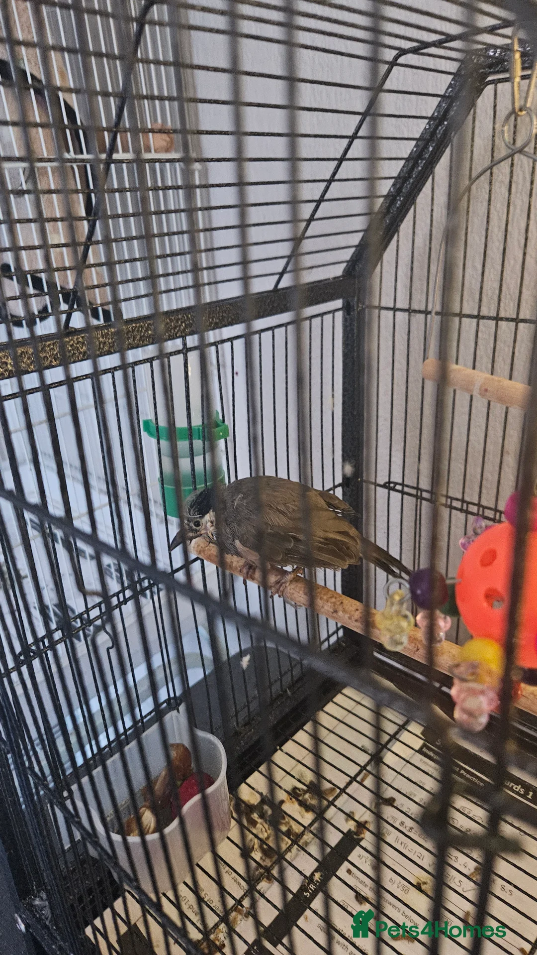 Softbills birds for sale: White-eared Bulbul (Iraqi Bulbul) - Advert 3