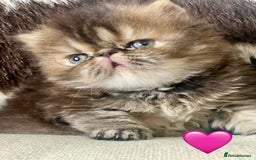 Persian cats for sale: GCCF PURE BRED PKD and PRA CLEAR PERSIAN EXOTICS  - Image 3