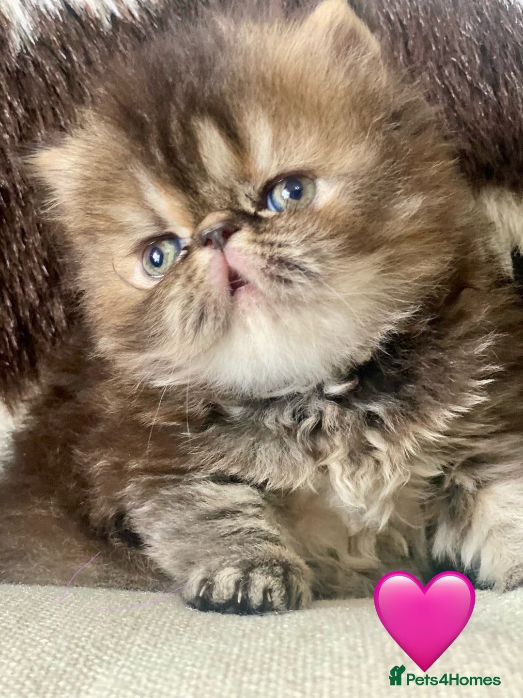 Persian cats for sale: GCCF PURE BRED PKD and PRA CLEAR PERSIAN EXOTICS  - Image 3