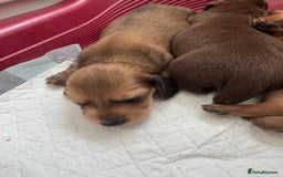 Dachshund dogs for sale: Miniature dachshunds for sale  - Image 4