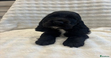 Cocker Spaniel dogs - Advert 6
