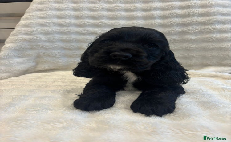 Cocker Spaniel dogs - Advert 2