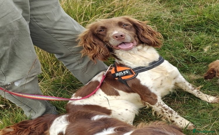English Springer Spaniel dogs - Advert 7