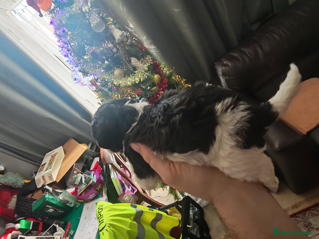 Mixed Breed dogs for sale: Beautiful Jackapoo puppies - Advert 6