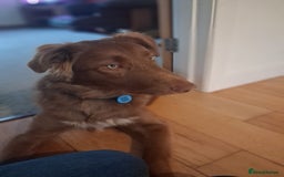 Border Collie dogs for sale: 6 month brown border collie - Advert 3