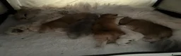 British Longhair cats for sale: Golden Longhair Kittens BY12 in Cardiff - Advert 19