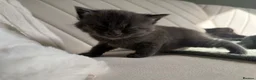 Mixed Breed cats for sale: 4 kittens looking for new home  - Advert 4