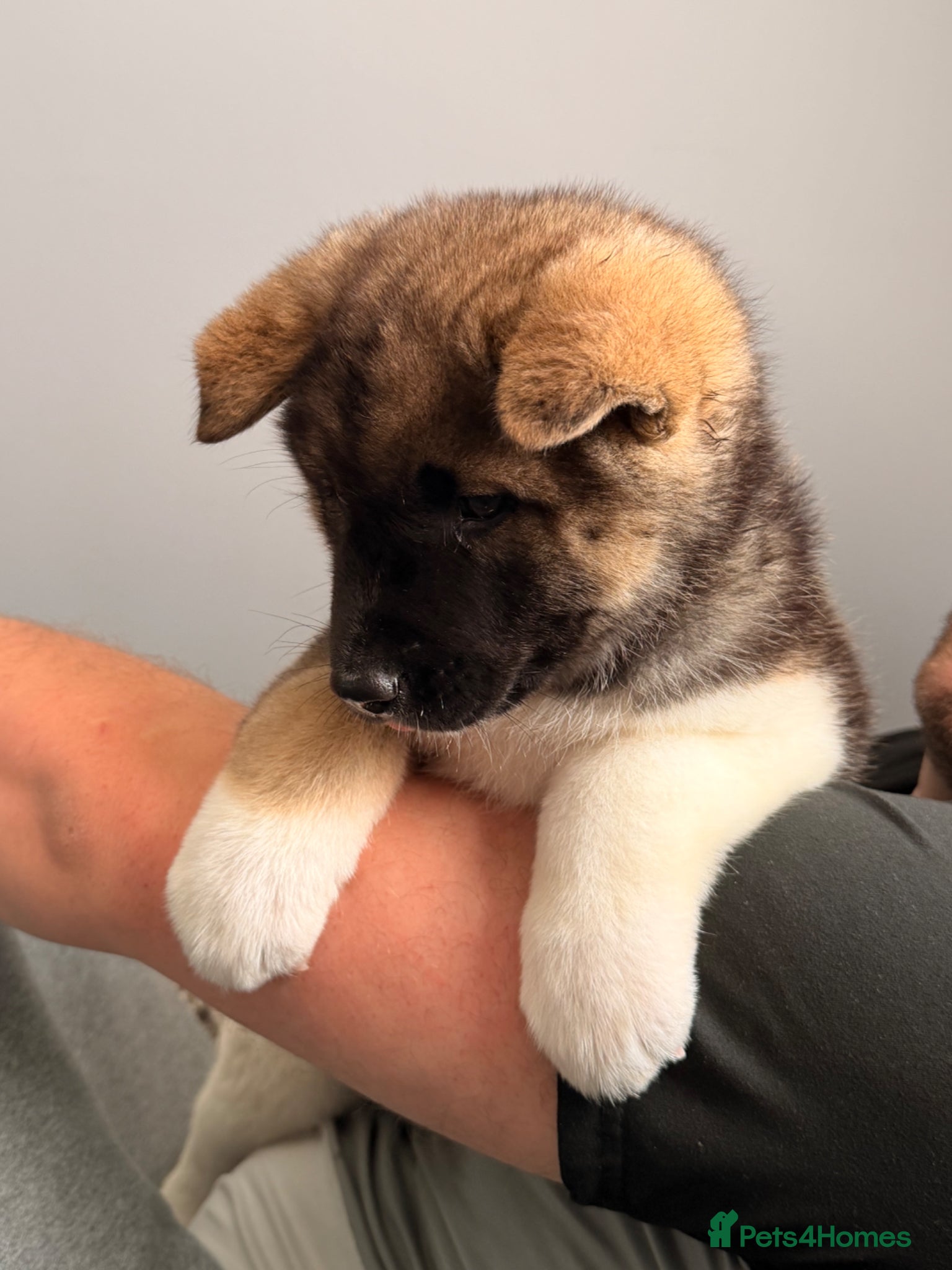 Akita dogs for sale: American Akita  - Advert 8