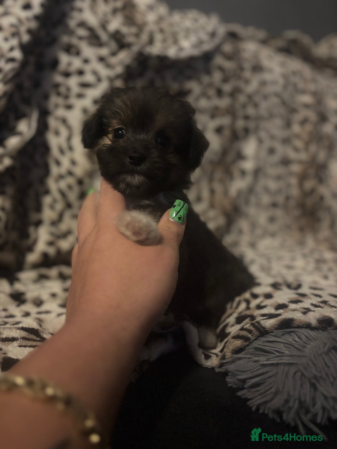 Mixed Breed dogs for sale: Chorkie-apso puppies  - Image 15