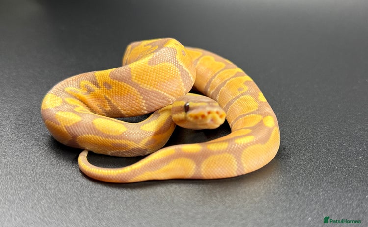 Python Snake reptiles - Advert 1