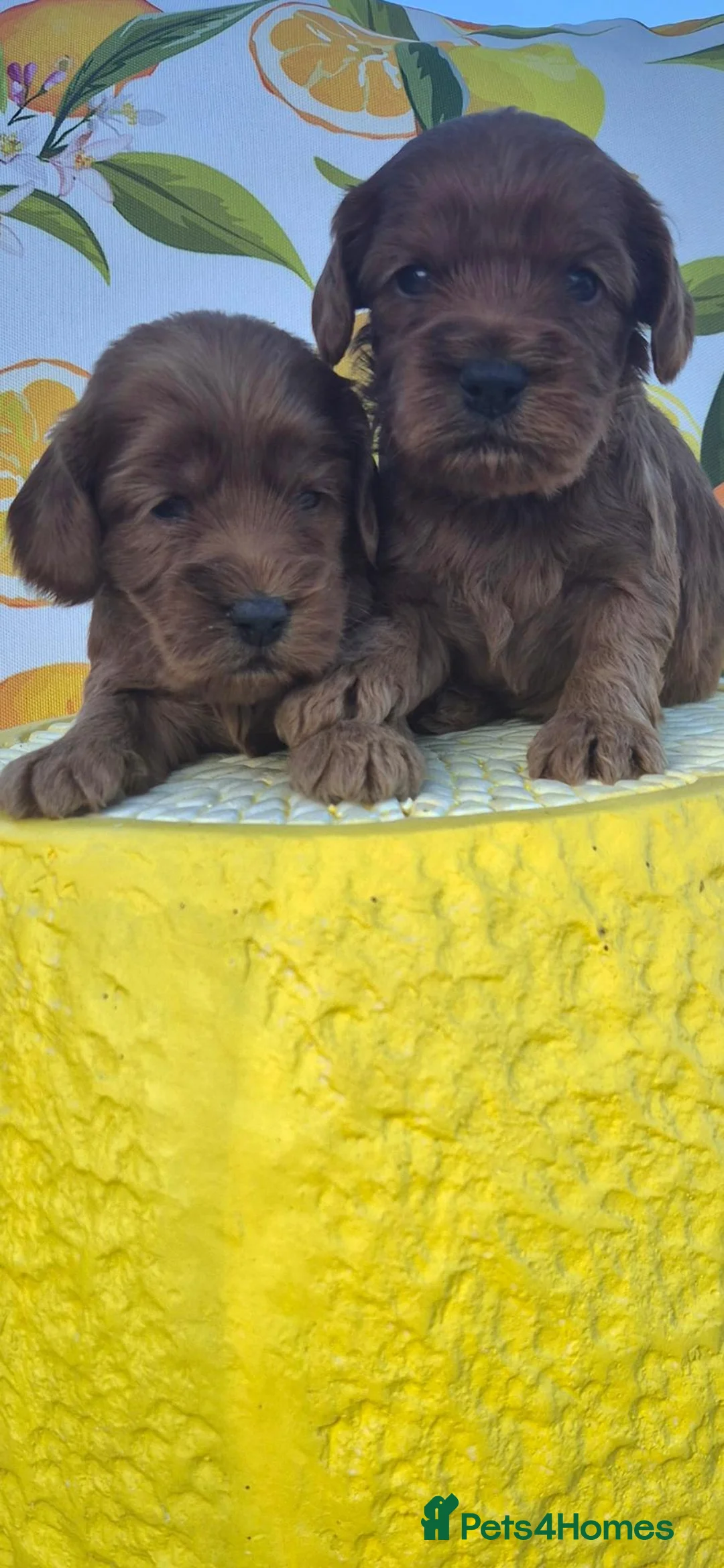 Cockapoo dogs for sale: F1  EXTENSIVELY HEALTH TESTED SHOW cockerpoos - Advert 2