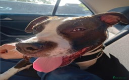 American Bull Staffy dogs for sale: 'Dodge' (boy) - Image 8