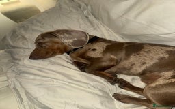 Miniature Dachshund dogs for sale: Miniature dachshund - Image 2