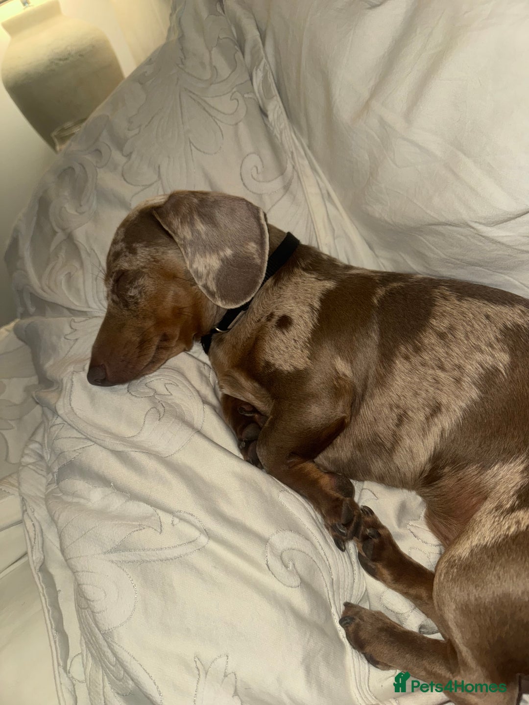 Miniature Dachshund dogs for sale: Miniature dachshund - Image 2