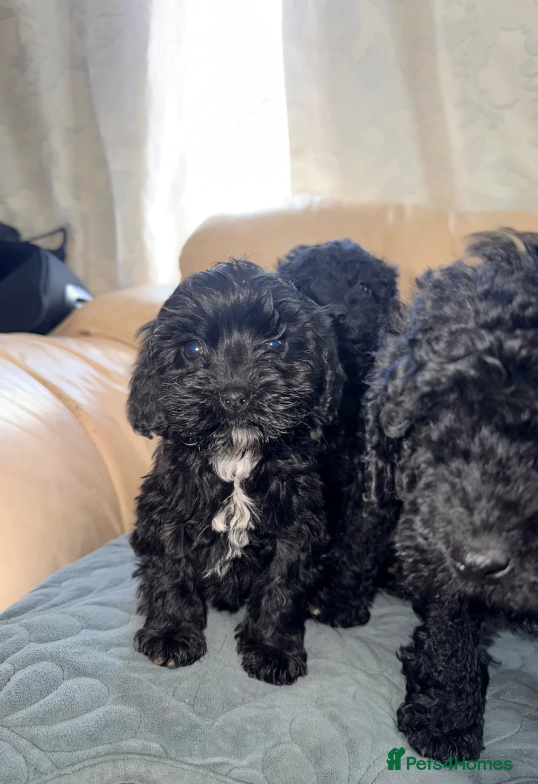 Cockapoo dogs for sale: Beautiful cockapoo puppies - Advert 2