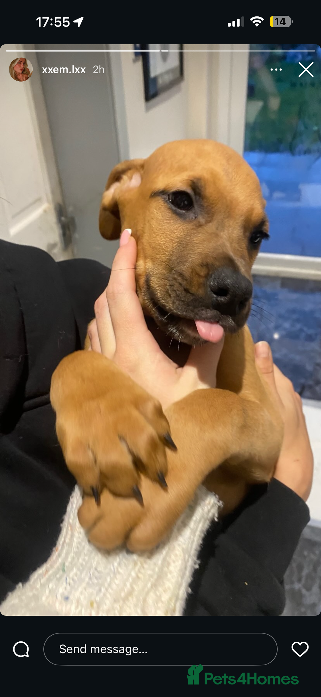 Mixed Breed dogs for sale: Puppy’s available  - Advert 1