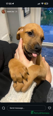 Mixed Breed dogs Puppy’s available - Advert 4