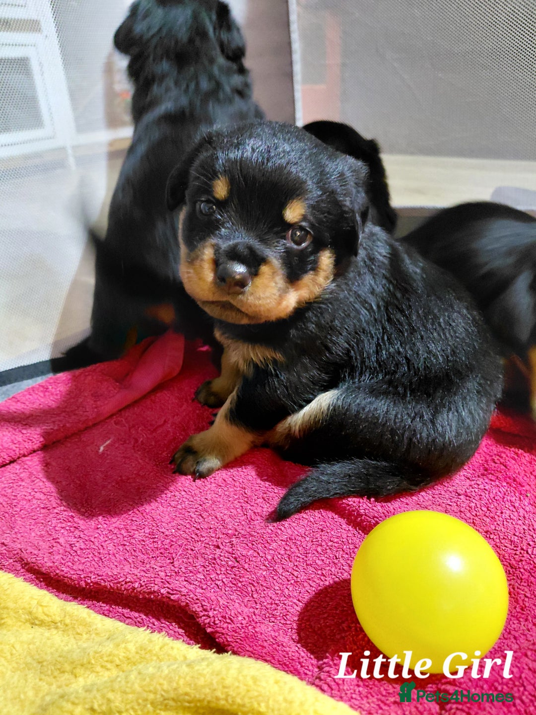 Rottweiler dogs for sale: Elite German Bloodline Rottweiller Puppies - Image 7