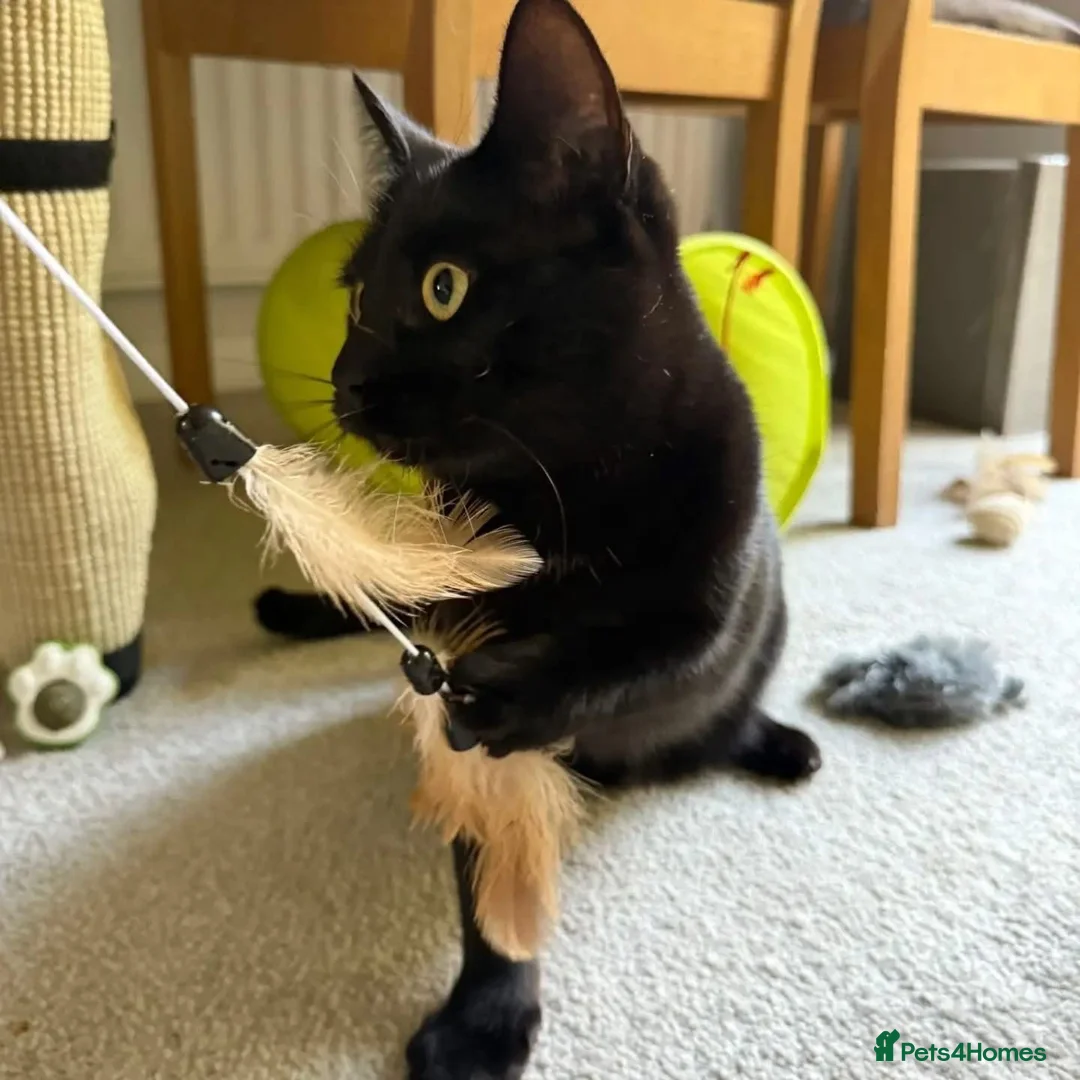 Domestic Shorthair cats for adoption: Holly & Ivy, 18 month old sisters   - Advert 2