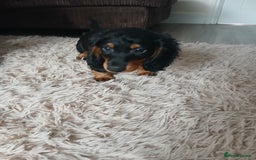 Dachshund dogs for sale: Last beautiful dachshund left. - Image 1