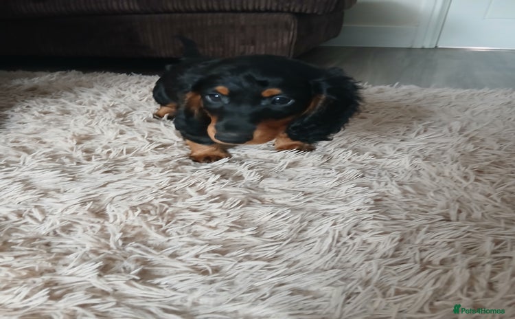 Dachshund dogs - Advert 1