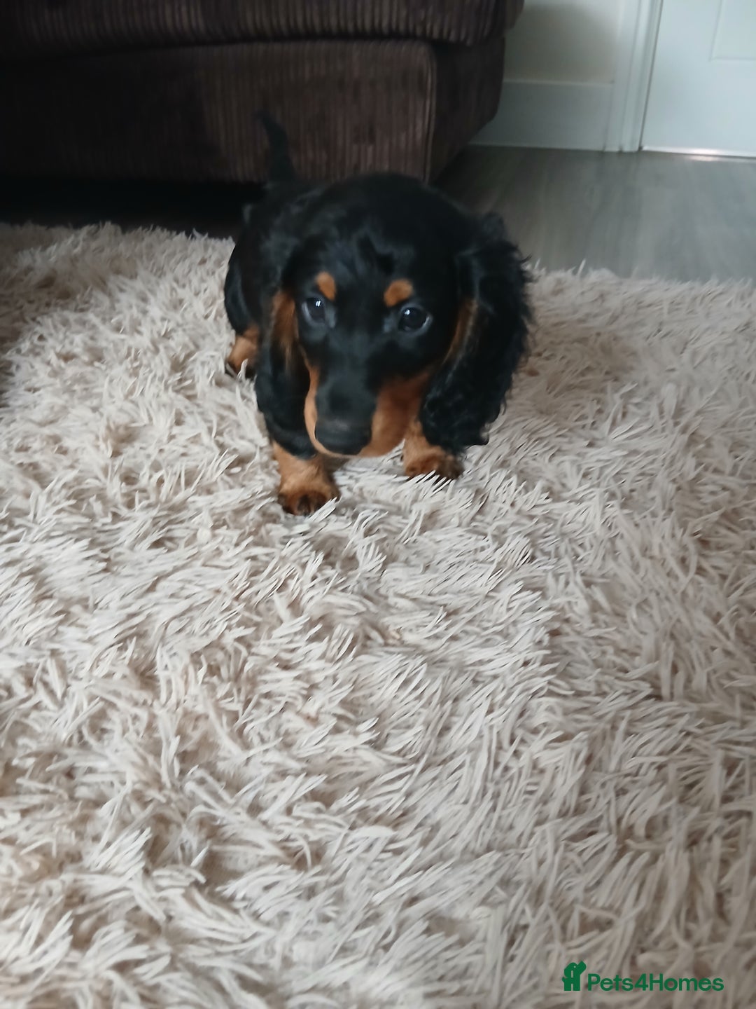 Dachshund dogs for sale: Last beautiful dachshund left. - Image 1