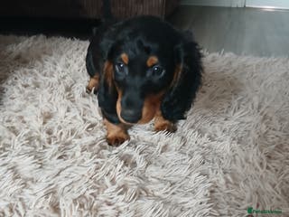 Dachshund dogs Last beautiful dachshund left. - Advert 13