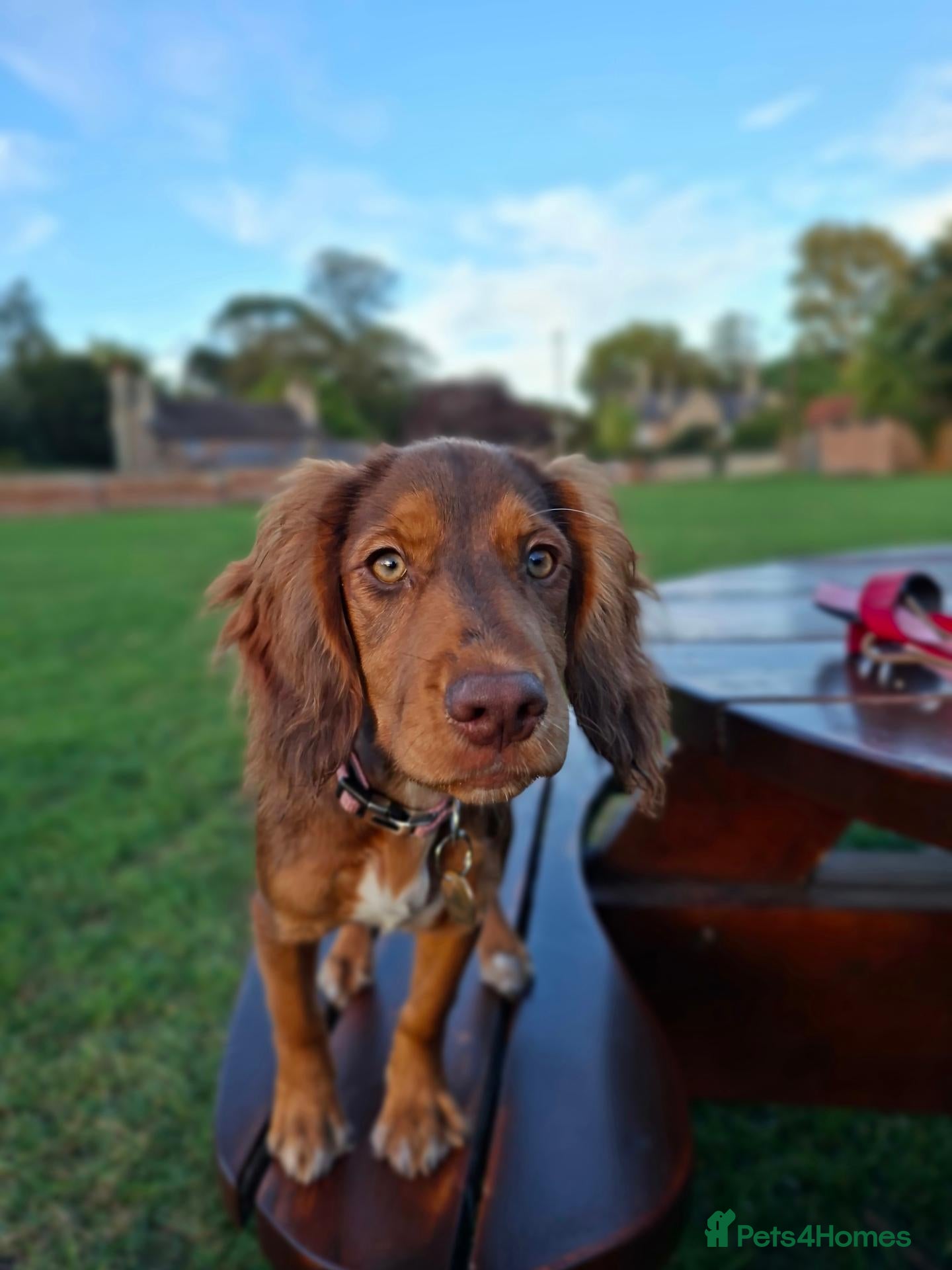 Cocker Spaniel dogs for sale: Cocker Spaniel Maeve, 5 months seeks forever home  - Advert 2