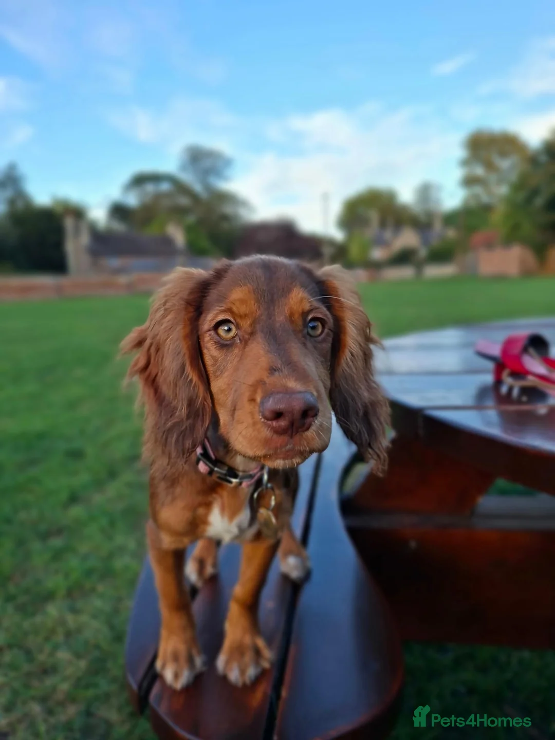 Cocker Spaniel dogs for sale: Cocker Spaniel Maeve, 5 months seeks forever home  - Advert 1