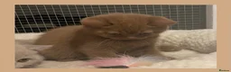 British Shorthair cats for sale: Champion GCCF British Shorthair Kittens - Advert 13