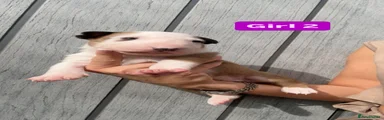 English Bull Terrier 5