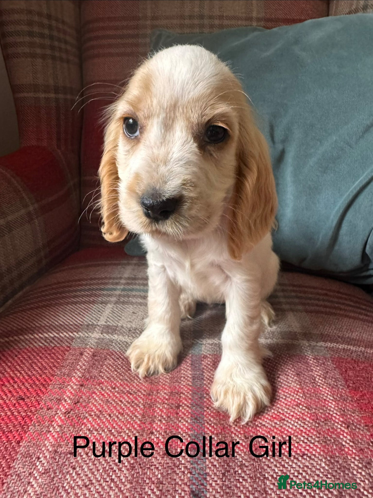 Cocker Spaniel dogs for sale: KC Registered, health tested, show type puppies - Advert 6