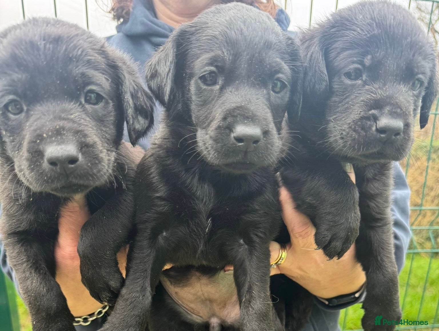 Labrador Retriever dogs Five Star Council Registered Breeder  Litter - Advert 6