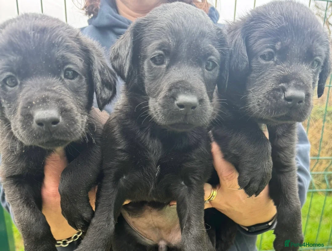 Labrador Retriever dogs for sale: Five Star Council Registered Breeder  Litter - Advert 2