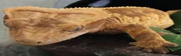Gecko reptiles for sale: Crested gecko  in London - Advert 4