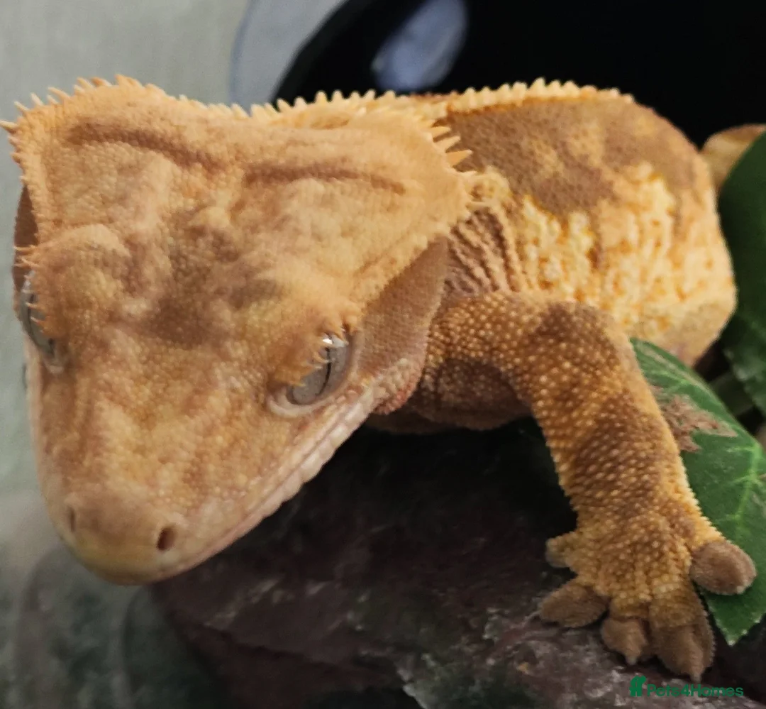 Gecko reptiles for sale: Crested gecko  in London - Advert 4